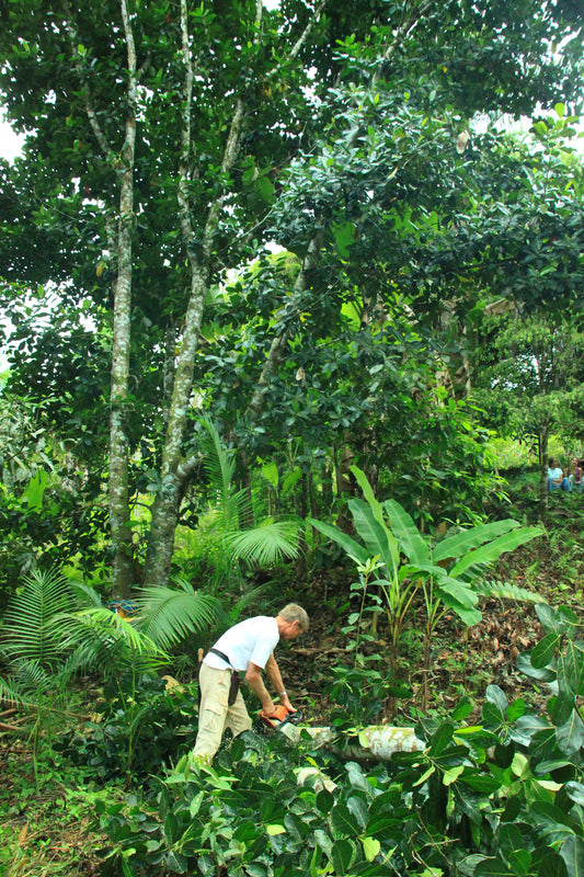 Agricultura Sintrópica